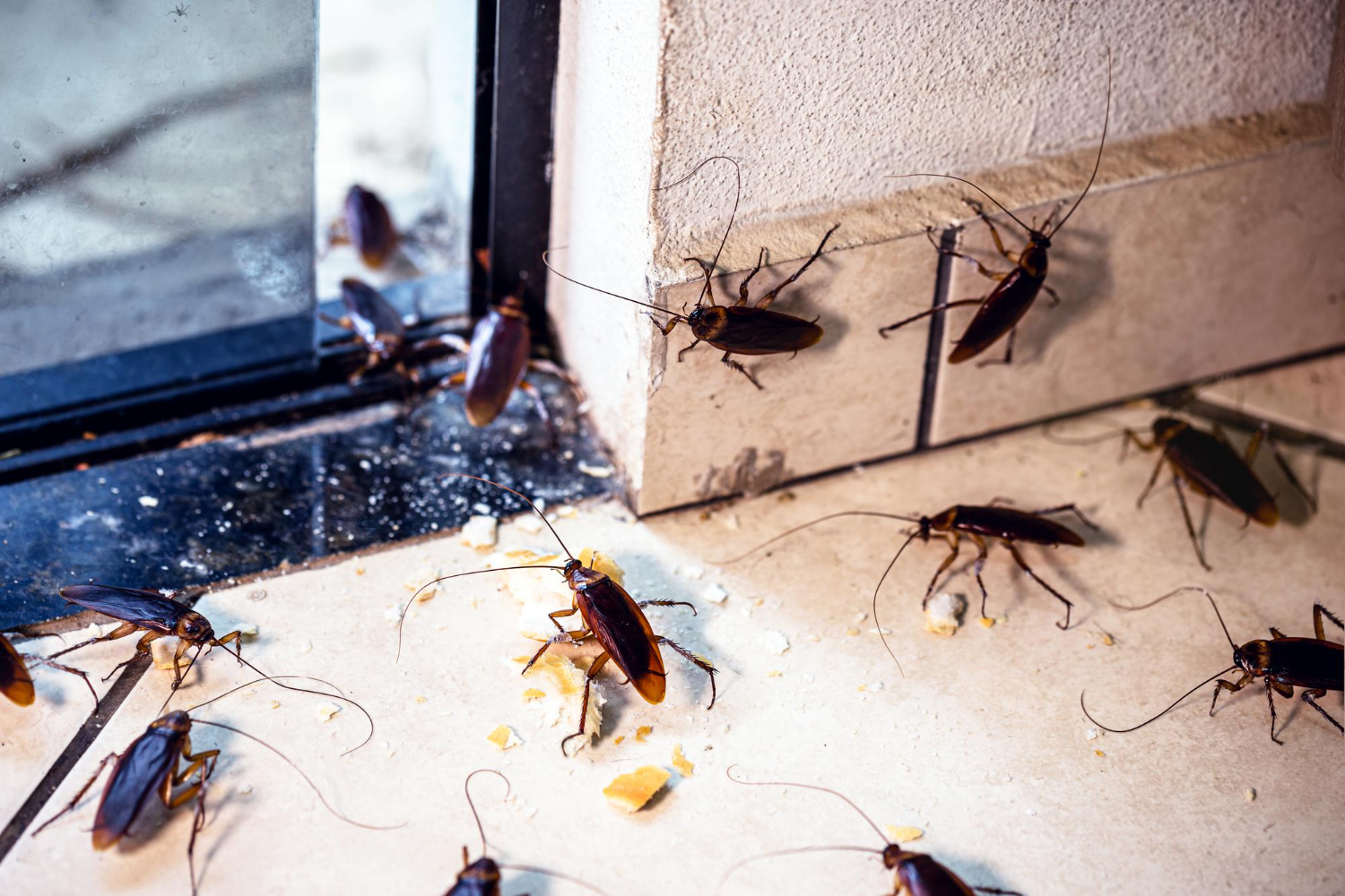 cucaracha-periplaneta-conocida-como-cucaracha-roja-o-cucaracha-americana-cucarachas-que-invaden-apartamento-interior-traves-puerta