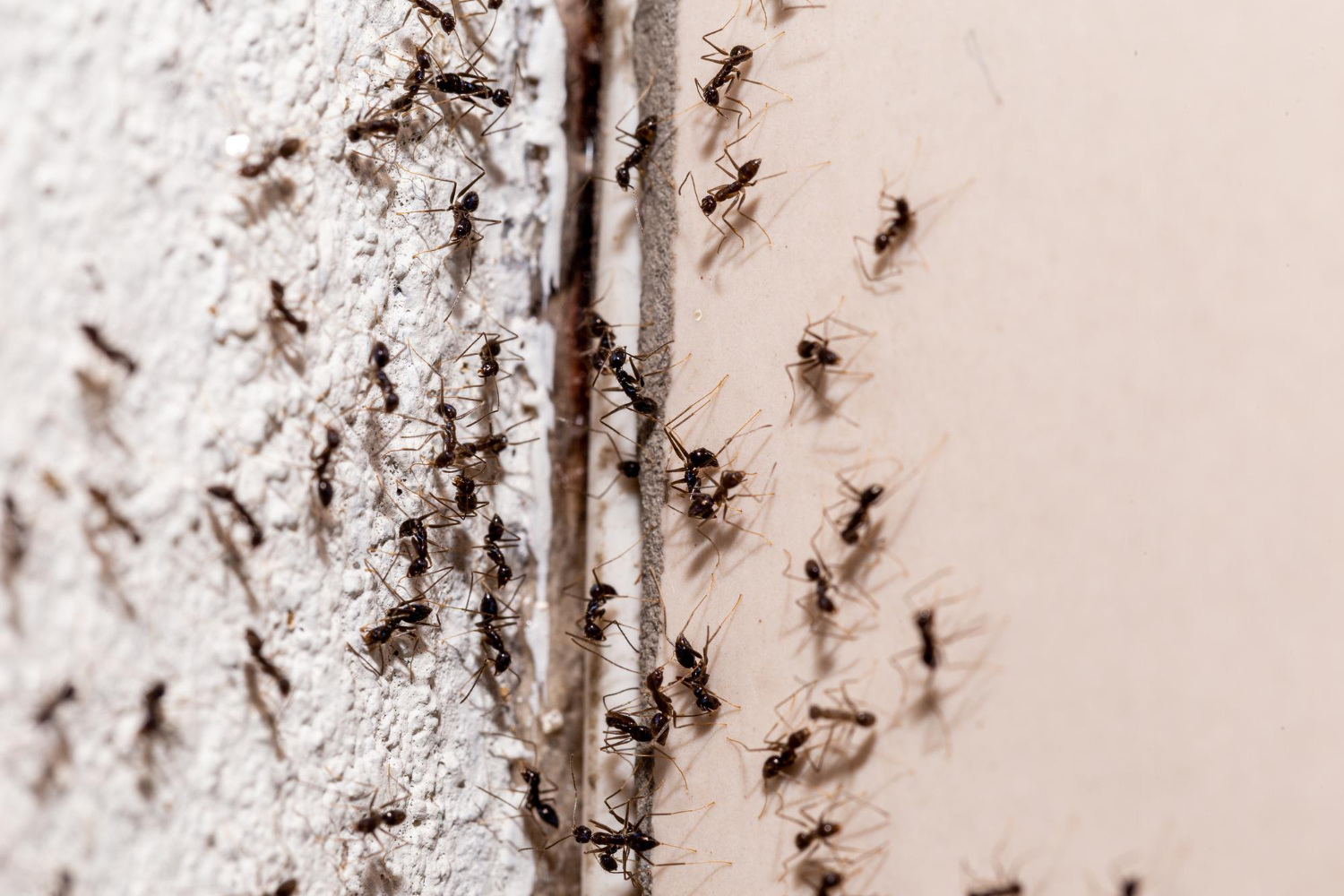 insectos-pared-que-salen-traves-grieta-pared-infestacion-hormigas-dulces-interior